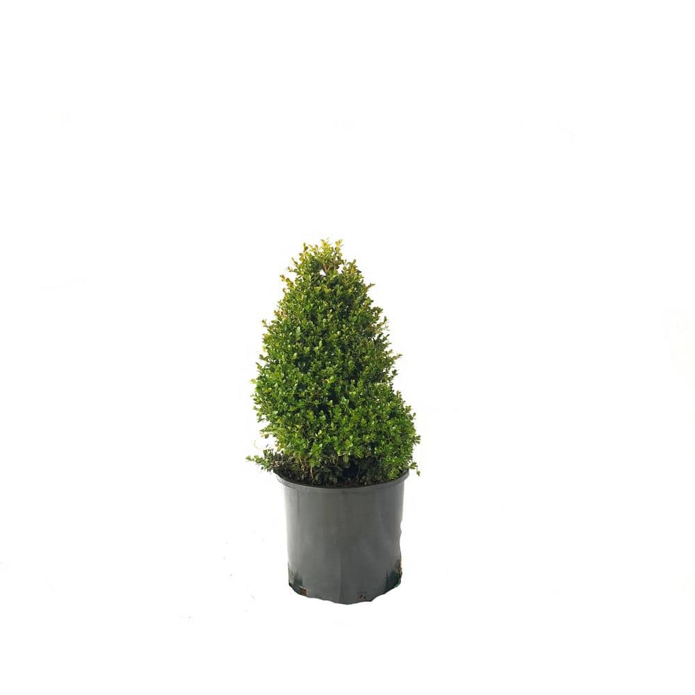 Fusion Boxwood 'Green Mountain' #7 1000042948 - The Home Depot