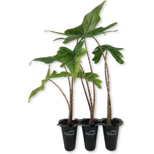 philodendron lady Painted Lady Philodendron – Plant Detectives main image 1