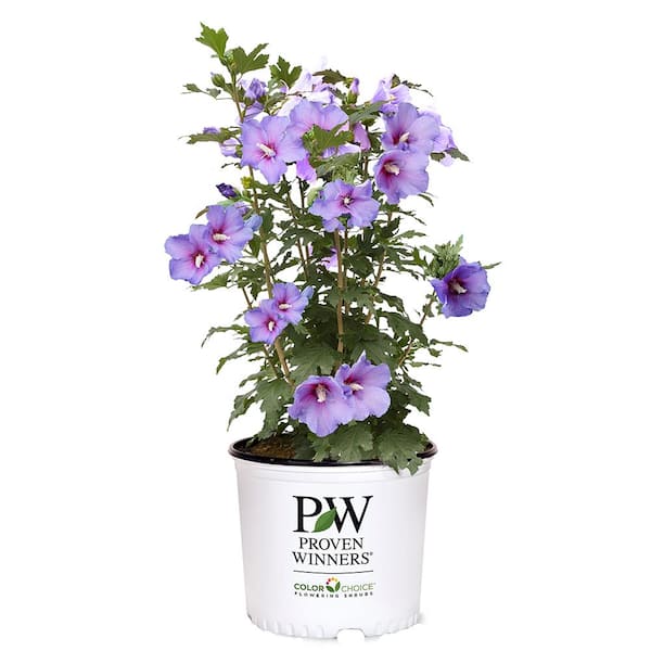 PROVEN WINNERS 3 Gal. Blue Chiffon Rose of Sharon Hibiscus Shrub Tree with Blue Flowers in Grower Pot