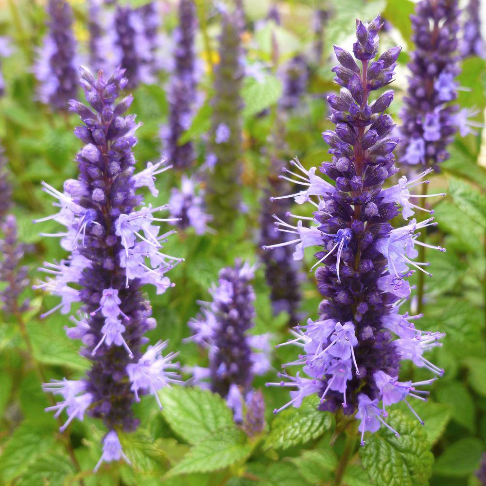 national PLANT NETWORK 3.25 in. Little Adder Agastache Perennial Plant ...