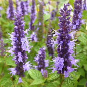 3.25 in. Little Adder Agastache Perennial Plant with Purple Flowers 3-Piece