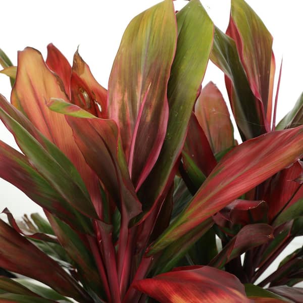 Proven Winners 4.5 in. Qt. Proven Selections Pink Zip Cabbage Palm (Cordyline Fruticosa) Live Annual Plant with Pink Foliage