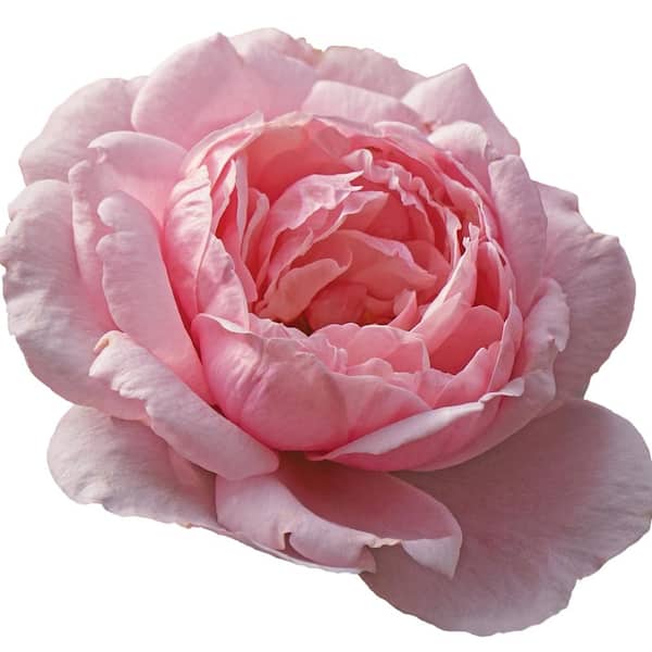 Proven Winners 1 Gal. Reminiscent Pink Live Rose Bush with Light