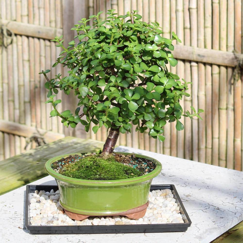 Medium Dwarf Jade Bonsai in Black Planter