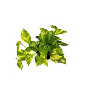 6 in. Pothos Hawaiian Plant in Grower Pot