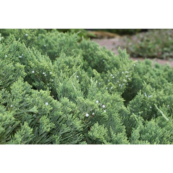 2.25 Gal. Parsonii Juniper Plant