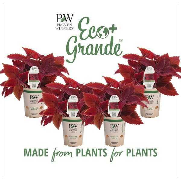 4.25 in. Eco+Grande ColorBlaze Rediculous Coleus (Solenostemon) Live Plant, Red Foliage (4-Pack)