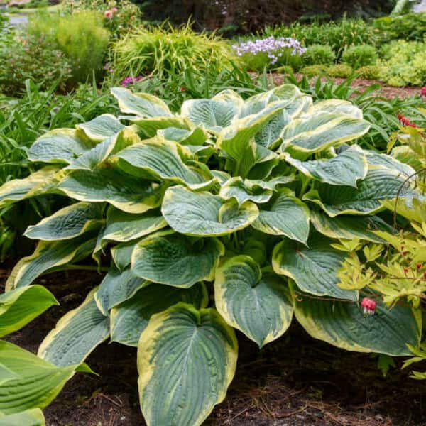 Proven Winners 0.65 Gal. Shadowland Gigantosaurus Hosta (Hosta Hybrid) Live Perennial Plant with Blue Green and Yellow Foliage