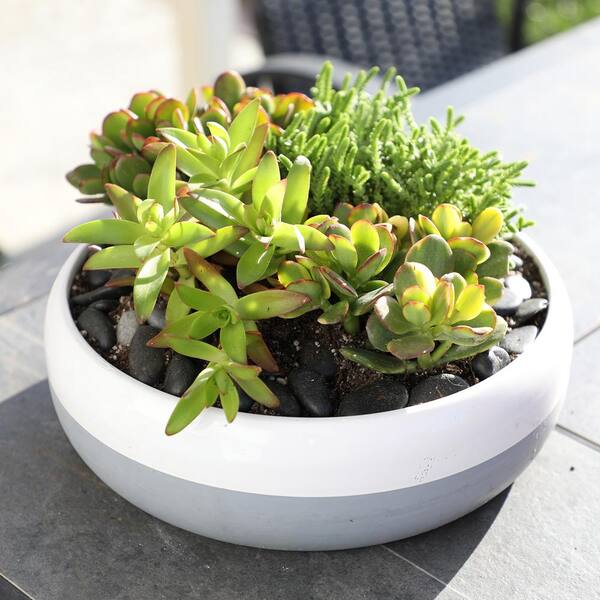 1 qt Bowl with Lid - Cactus