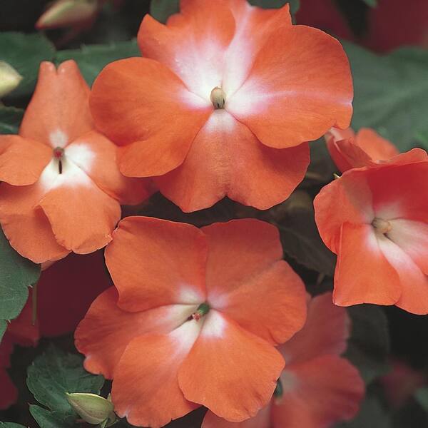 4 in. Orange and White Impatiens Seeds (6Pack) 38065 The Home Depot