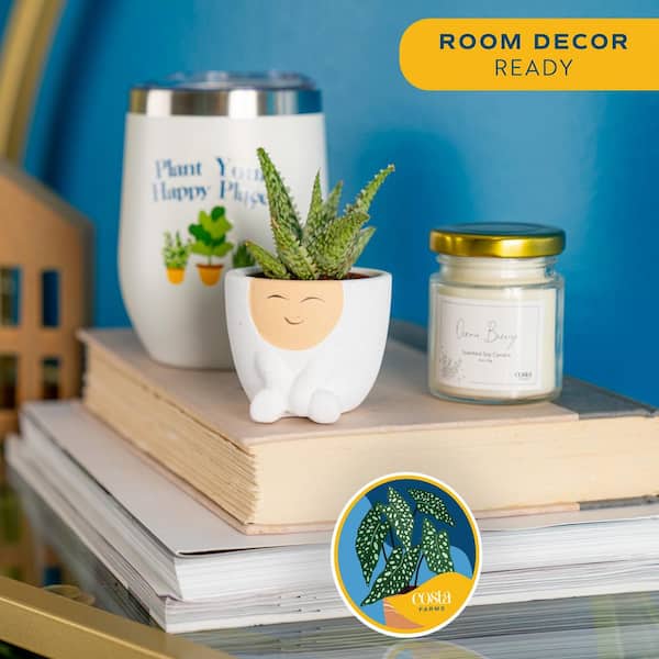 Gift Occasion Box with 2 in. Grower's Choice Succulent in Decor Planter, Candle and Tumbler