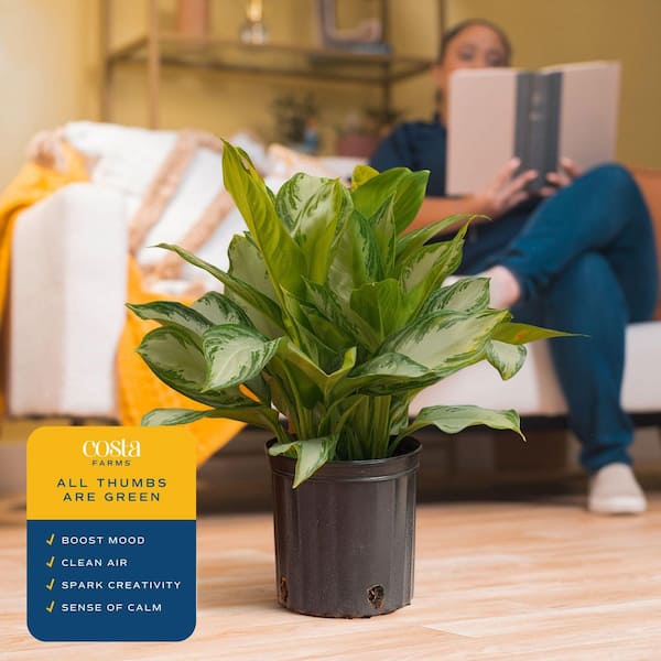 Costa Farms Silver Bay Aglaonema Chinese Evergreen in 9.25-Inch Grower Pot
