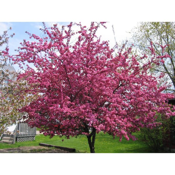 7 Gal. Summer Wonder Pink Flowering Deciduous Crabapple Tree