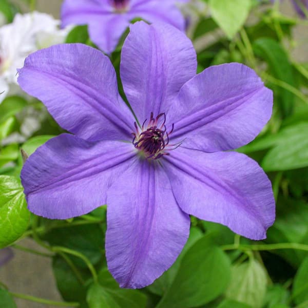 DIRECT GARDENING Ilka Purple Flowering Clematis Vine Bare Root