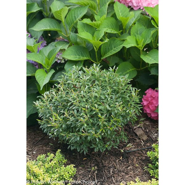 PROVEN WINNERS Gem Box Inkberry Holly (Ilex) Live Shrub, Green Foliage, 4.5 in. Qt.