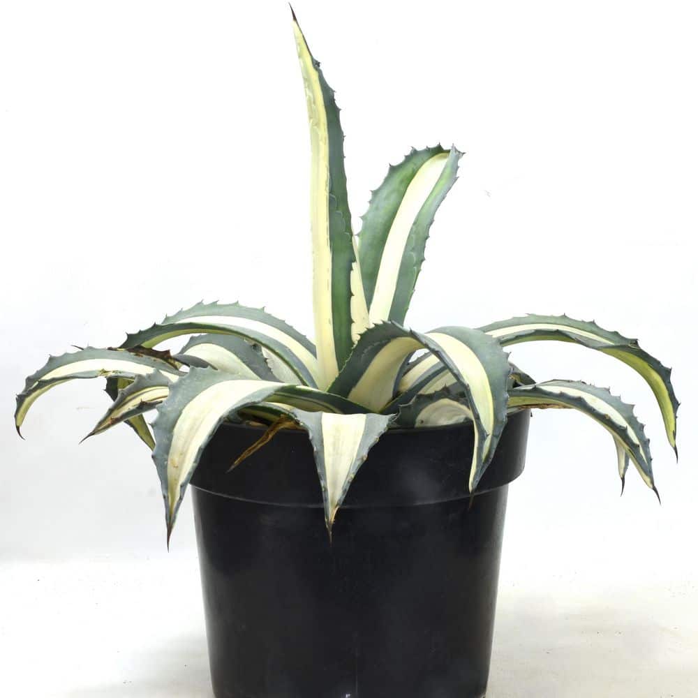 8 in. SPH Agave Americana Variegated Plant in Pot 1006125999 - The
