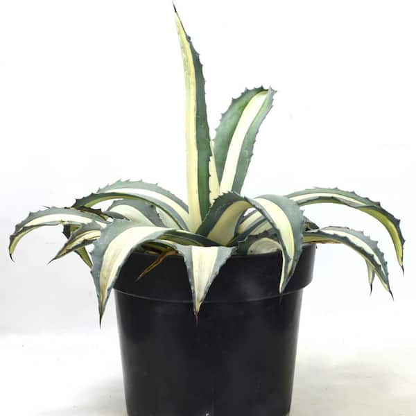 8 in. SPH Agave Americana Variegated Plant in Pot 1006125999 - The