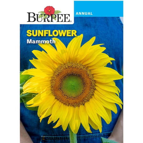 Sunflower Mammoth Seed