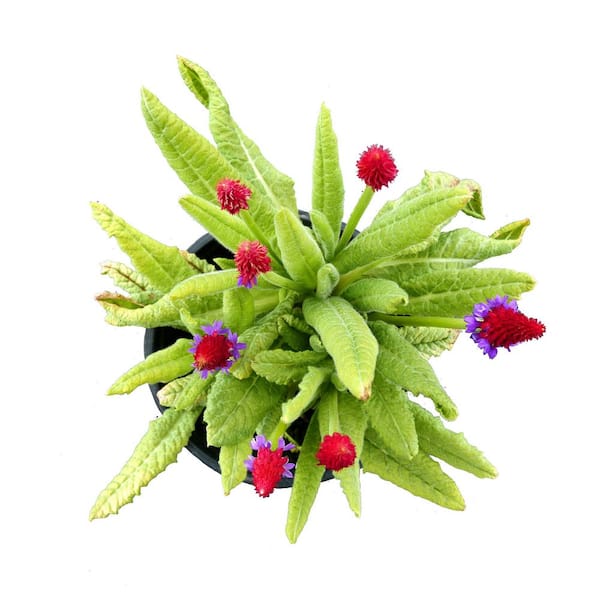 Unbranded - 2.5 Qt. Perennial Primula vialii (2-Pack)