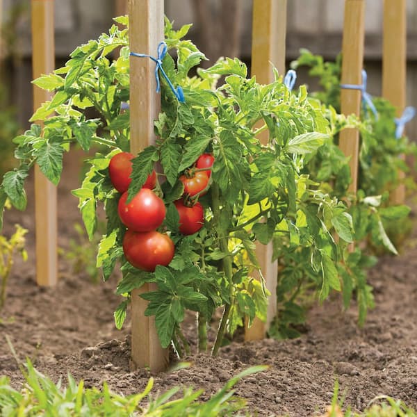 18 in. Wood Grade Stake (24-Pack)