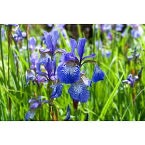 3 Gal. Caesar's Brother Siberian Iris (Iris sibirica) Live Shrub with Deep Violet Flowers