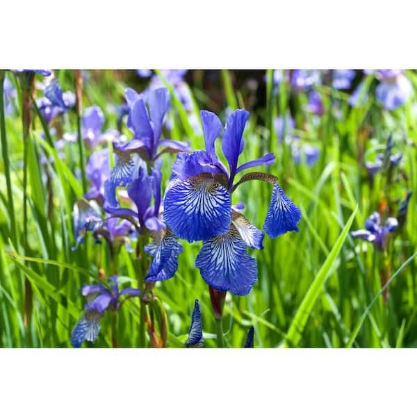BELL NURSERY 3 Gal. Caesar's Brother Siberian Iris (Iris sibirica) Live Shrub with Deep Violet Flowers