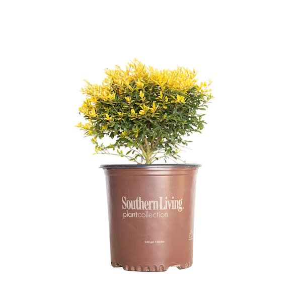 1.5 Gal. Touch of Gold Holly, Evergreen Shrub with Bright Golden Foliage