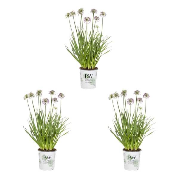 2.5QT Ornamental Onion Serendipity Plant with Purple Blossoms in Grower pot