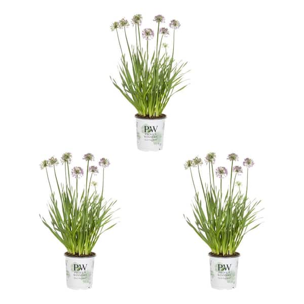 METROLINA GREENHOUSES 2.5 qt. Proven Winners Allium Serendipity Perennial Plant (3-Pack)