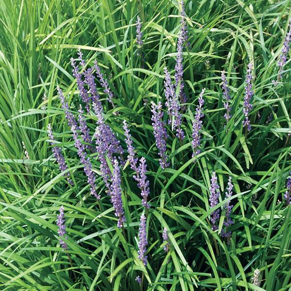 METROLINA GREENHOUSES 4 1Pint Super Blue Lily Turf Plant 20532 The