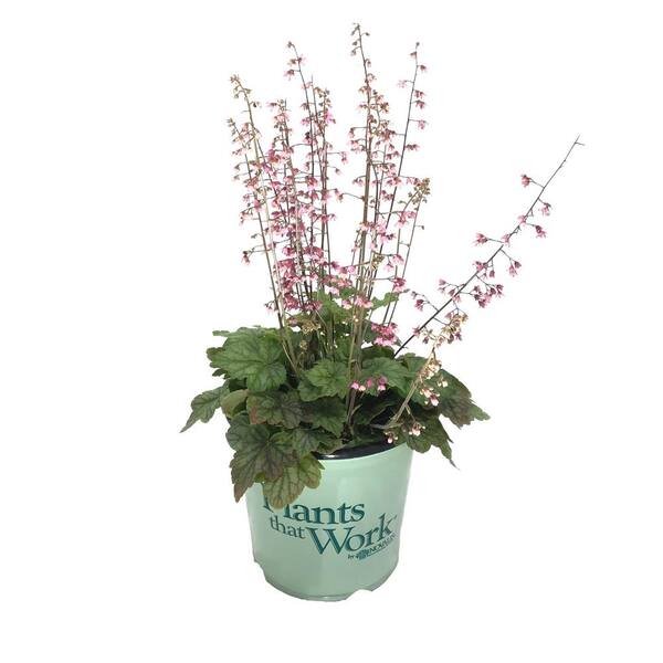 Plants That Work Coral Bells Plant (Heuchera) Berry Timeless