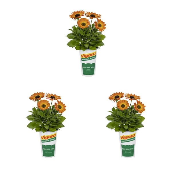 Vigoro 2 qt. Vigoro Osteospermum African Daisy Margarita Orange Flare Annual Plant (3-Pack)