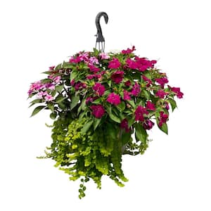 2 Gal. SunPatiens Lysimachia Plant Combo with Assorted Color Flowers in 12 In. Hanging Basket