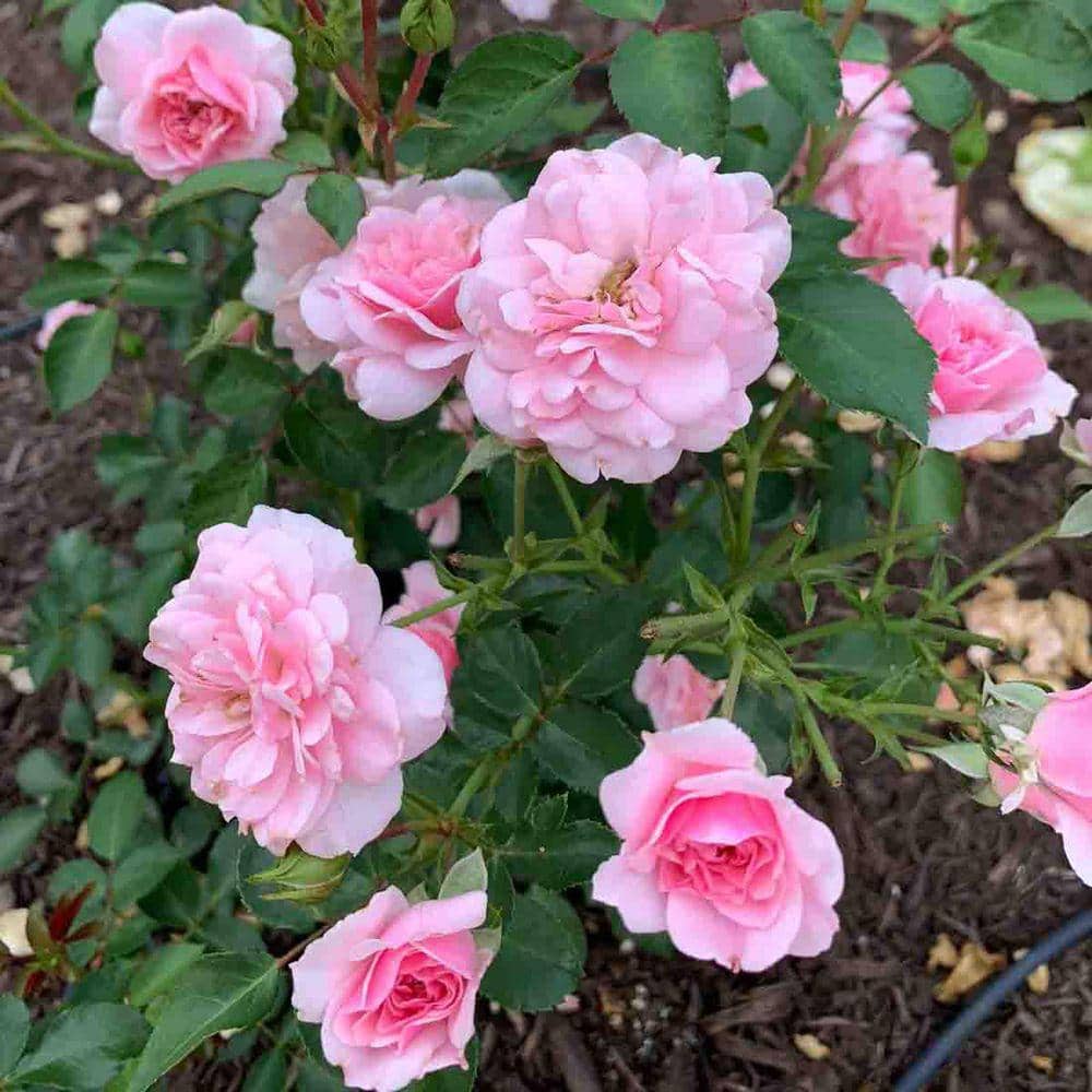 DIRECT GARDENING 1 Gal. Pot, Bonica Meideland Shrub Rose Potted