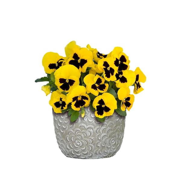 Flora 6 in. Gray Cement Planters with White Interior Assorted (Set of 3)