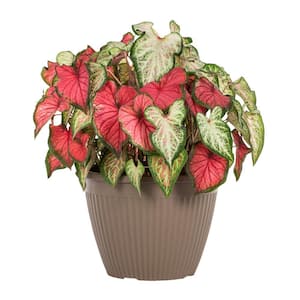 2 Gal. Caladium Angel Wings Pink and White Mix in Decorative Planter Annual Plant (1-Pack)