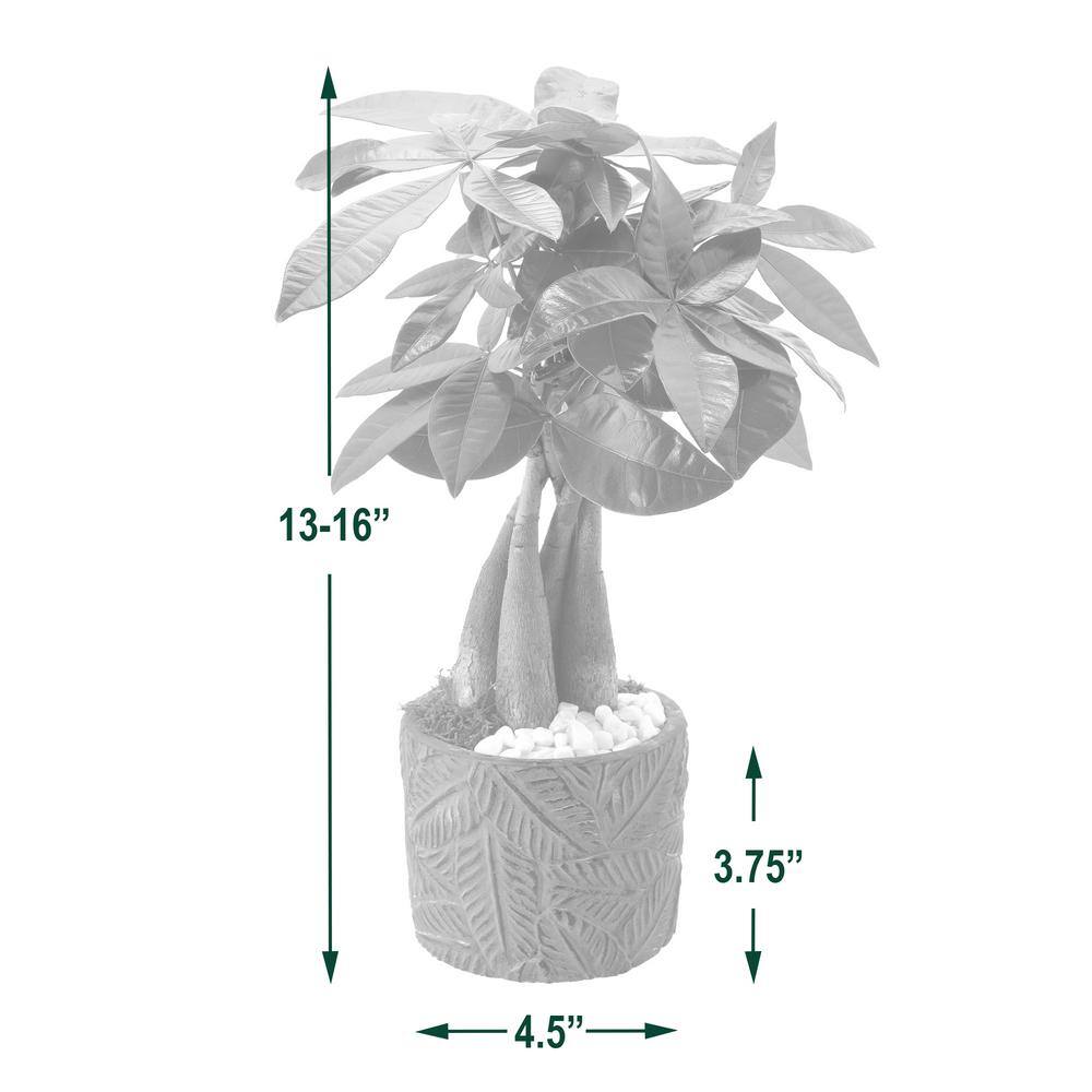 Large Green Money Tree in Blue Ceramic Planter