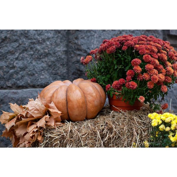 Pumpkin Porch Indoor & Outdoor Straw Bale, 25x25x5
