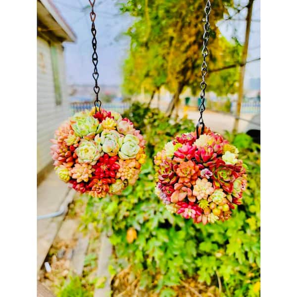 Cesicia Hanging Succulent Plants Collection Flowers