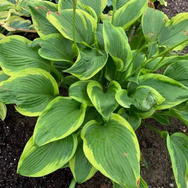 0.65 Gal. Shadowland Lone Star Hosta (Hosta Hybrid) Live Perennial Plant with Green and Yellow Foliage