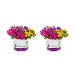3 qt. Drop N Decorate Calibrachoa Spring Showers Mix Annual Plant (2-Pack)