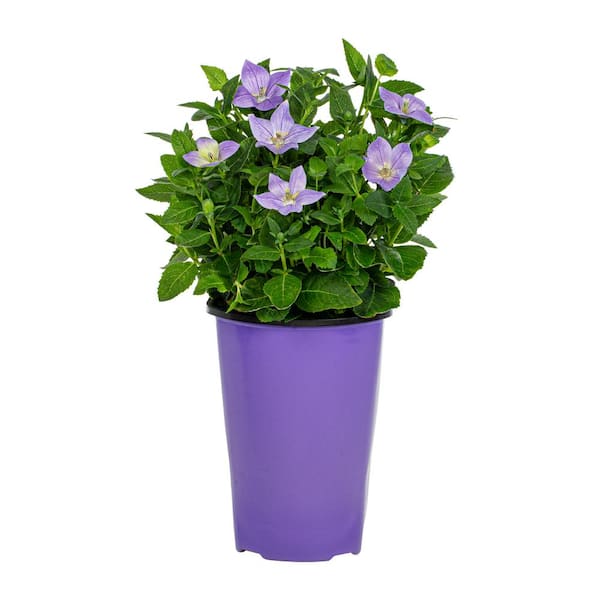 2.5 Qt. Twinkle Blue Balloon Flower Plant