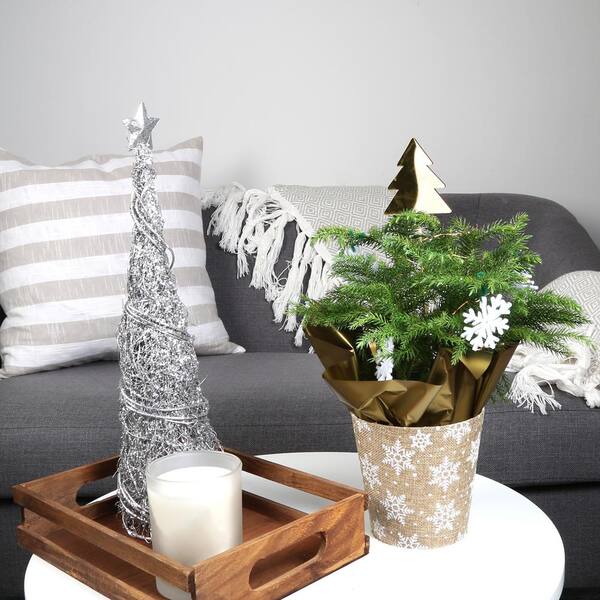 Costa Farms 4 In Fresh Norfolk Island Pine In Burlap Pot 4norfolkburlap The Home Depot