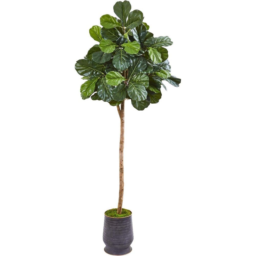 6.6 ft. Artificial Fig Tree in Planter for Indoor/Outdoor