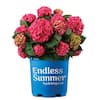 Endless Summer 1 Gal. Summer Crush Reblooming Hydrangea Flowering Shrub with Raspberry Red Flowers 18121