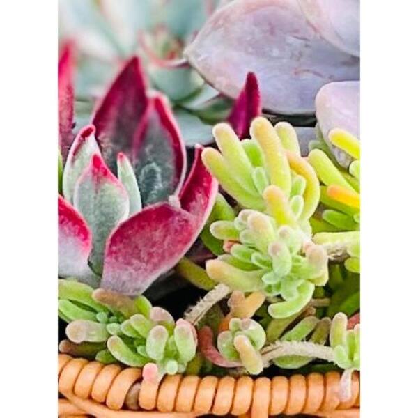 11 in. Small Wicker Soilless Succulent Plant Flower Basket