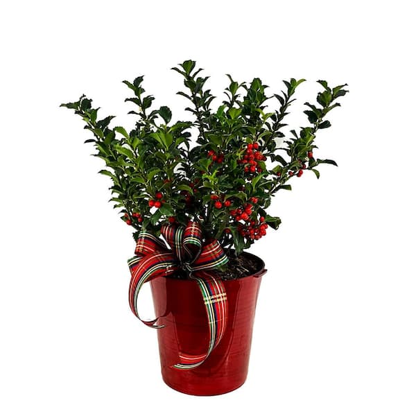 Unbranded 6 in. Live Holiday Holly Shrub in Decorative Red Pot