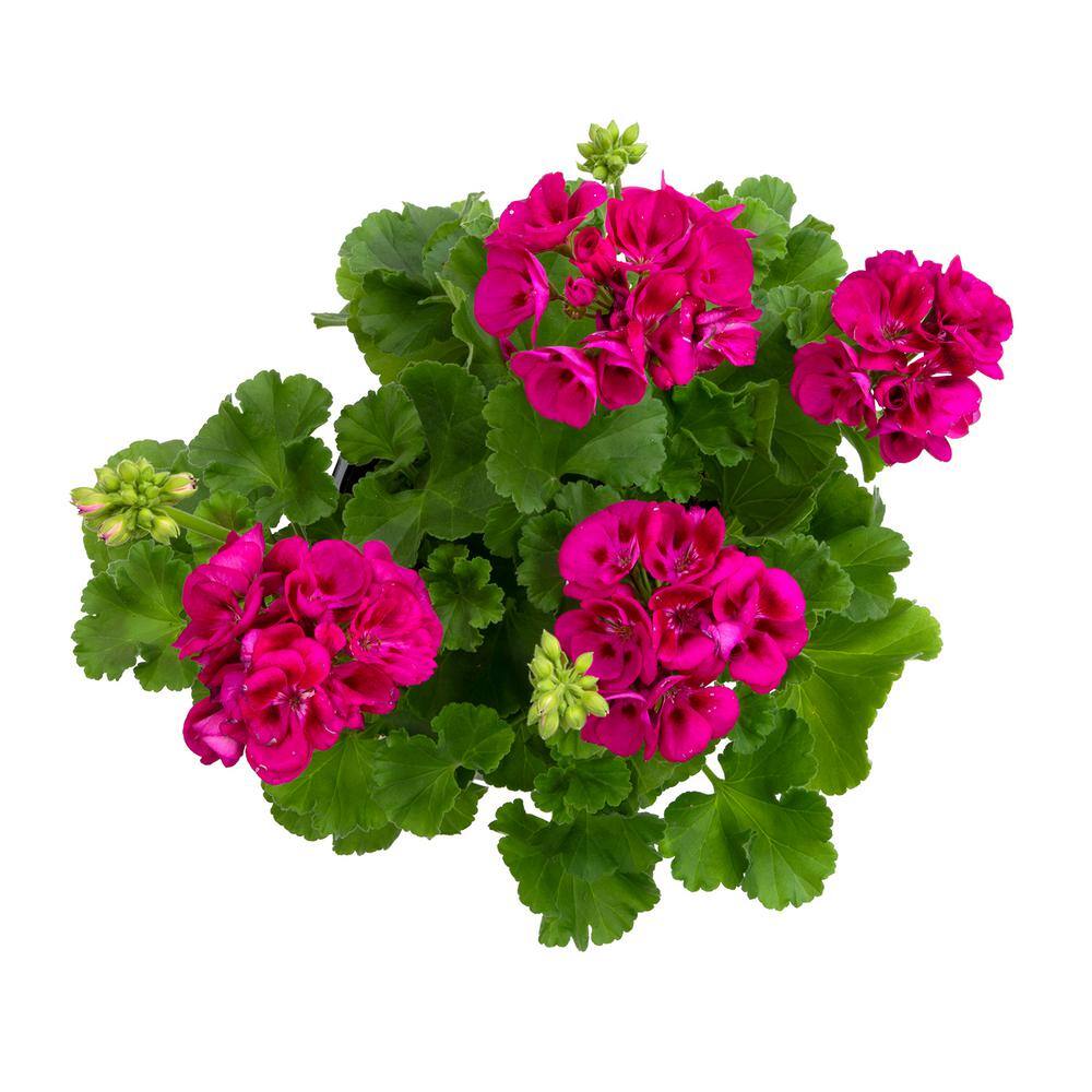 Pink Geranium Zonal Outdoor Flowering Plant in 1 Gallon Container