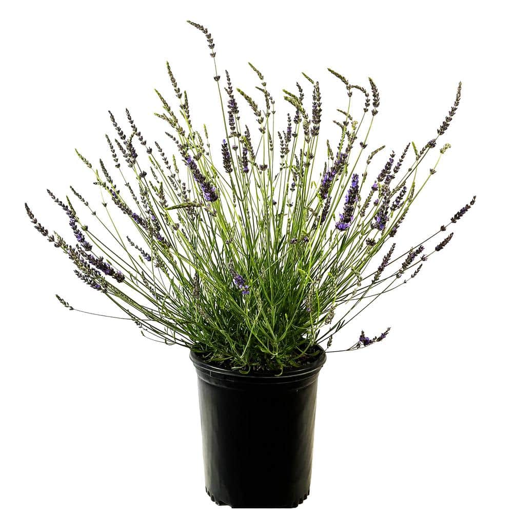 3.58 Gal. Phenomenal Lavender Perennial Live Plant with Purple Flower Spike