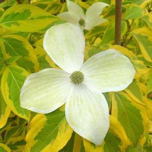 Summer Gold Dogwood (Cornus) Live Bareroot Ornamental Tree White Flowers (1-Pack)